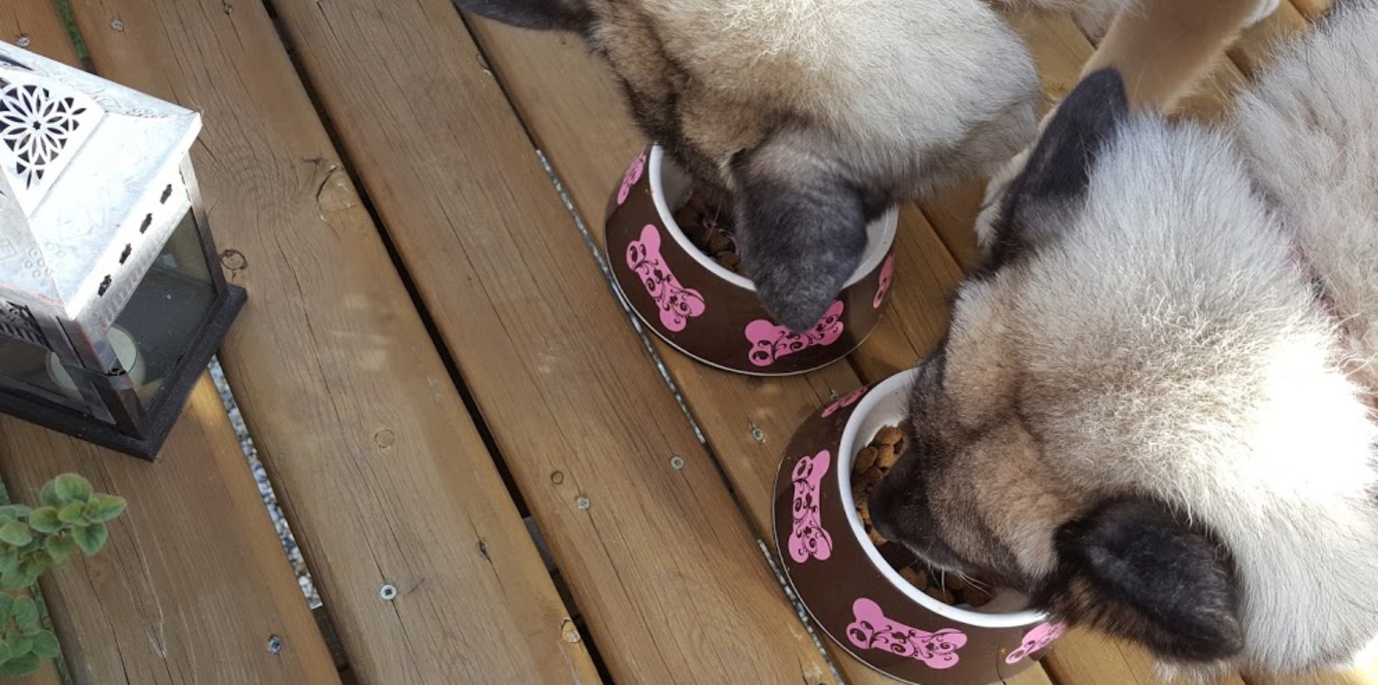 Hungry Dog Blog